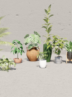 plants with pots