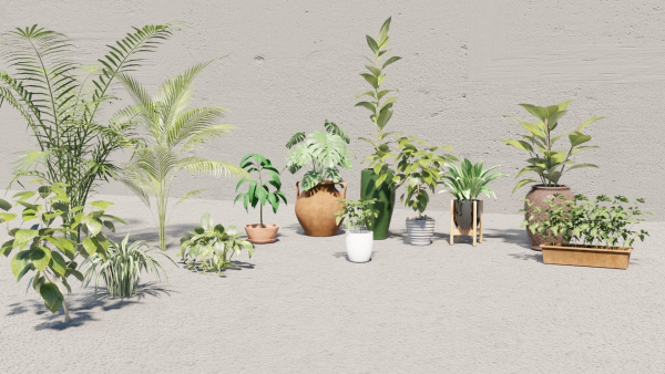 plants with pots