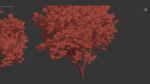 Platanus occidentalis American sycamore