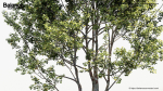 Platanus occidentalis American sycamore