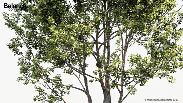 Platanus occidentalis American sycamore
