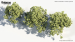 Platanus occidentalis American sycamore