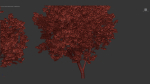 Platanus occidentalis American sycamore