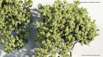 Platanus occidentalis American sycamore
