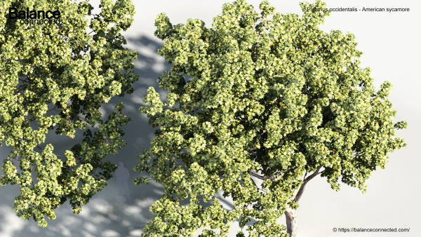 Platanus occidentalis American sycamore