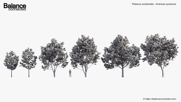 Platanus occidentalis American sycamore