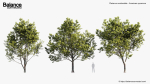 Platanus occidentalis American sycamore