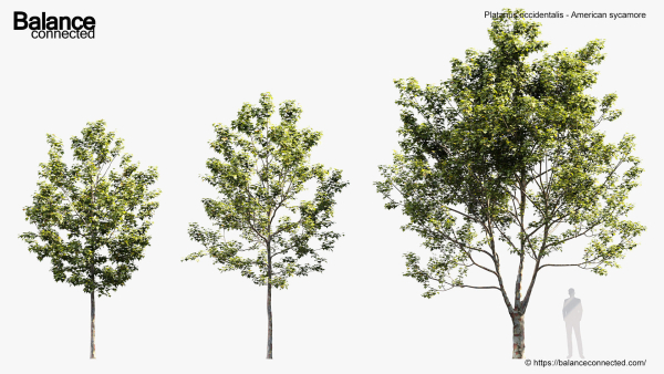 Platanus occidentalis American sycamore