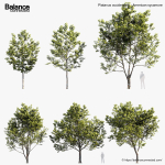 Platanus occidentalis American sycamore