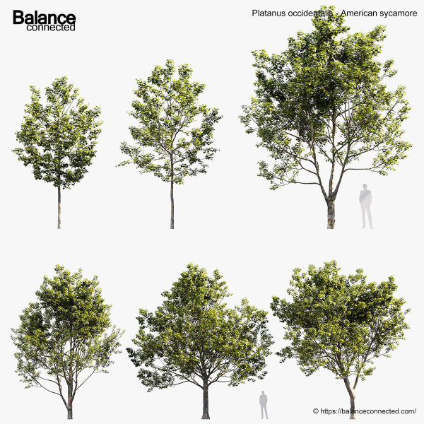 Platanus occidentalis American sycamore