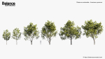Platanus occidentalis American sycamore