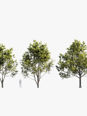 platanus-occidentalis-american-sycamore-3d-model-bc3025ac1b