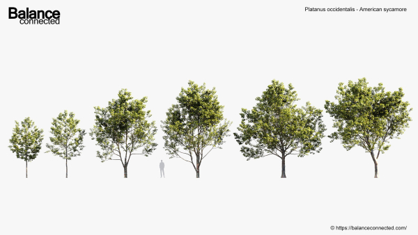 Platanus occidentalis American sycamore