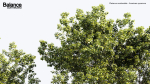 Platanus occidentalis American sycamore