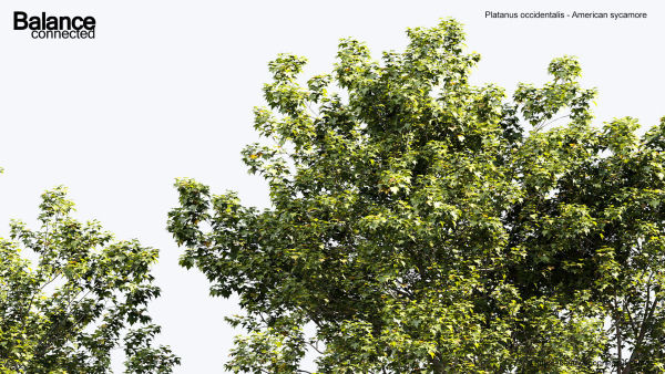 Platanus occidentalis American sycamore