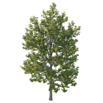 Platanus Occidentalis Tree