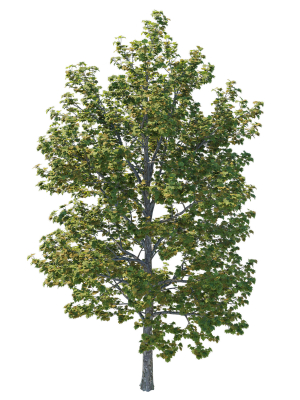 platanus-occidentalis-tree-3d-model-30a019cb6f