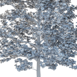 Platanus Occidentalis Tree