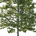 Platanus Occidentalis Tree