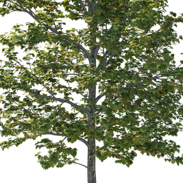 Platanus Occidentalis Tree