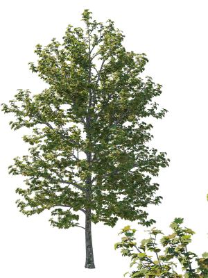 Platanus Occidentalis Tree