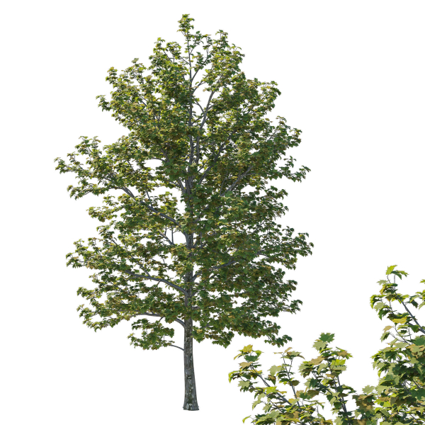 Platanus Occidentalis Tree