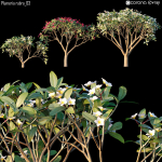 Plumeria rubra 03