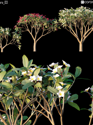 Plumeria rubra 03