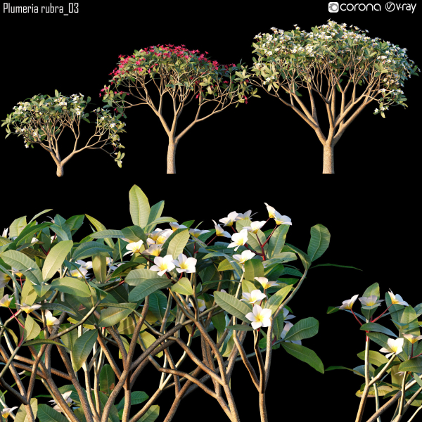 Plumeria rubra 03