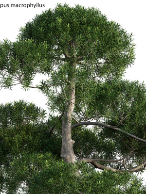 podocarpus-macrophyllus-yew-plum-pine-02-3d-model-max-obj-fbx