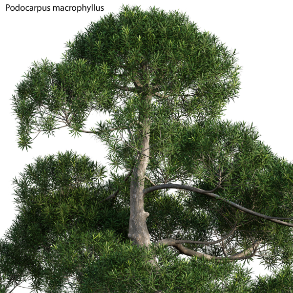 Podocarpus macrophyllus - yew plum pine 02