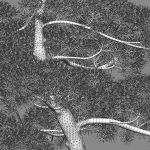 Podocarpus macrophyllus - yew plum pine 02