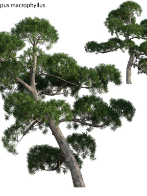 Podocarpus macrophyllus - yew plum pine 02