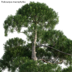 Podocarpus macrophyllus - yew plum pine 04