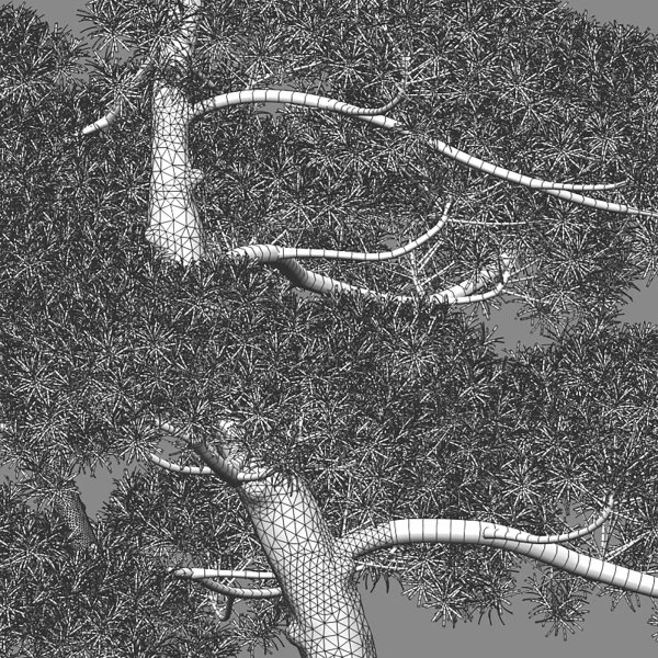 Podocarpus macrophyllus - yew plum pine 04