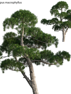 Podocarpus macrophyllus - yew plum pine 04