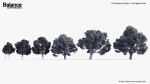Podocarpus totara Evergreen tree