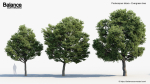 Podocarpus totara Evergreen tree