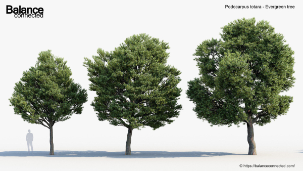 Podocarpus totara Evergreen tree