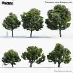 Podocarpus totara Evergreen tree