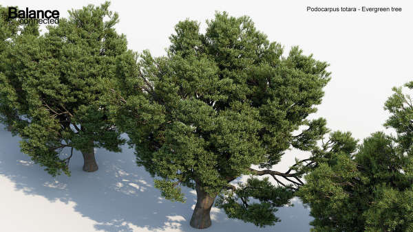 Podocarpus totara Evergreen tree