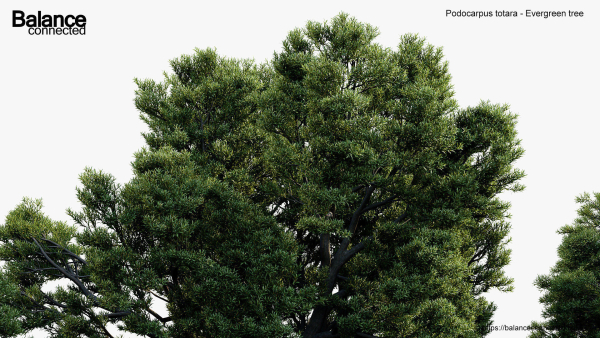 Podocarpus totara Evergreen tree