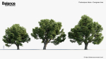 Podocarpus totara Evergreen tree