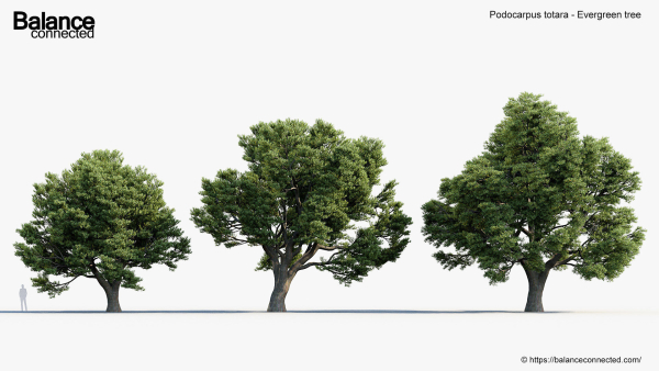 Podocarpus totara Evergreen tree