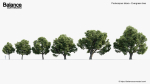 Podocarpus totara Evergreen tree