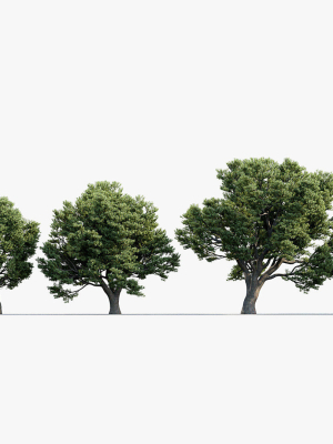 podocarpus-totara-evergreen-tree-3d-model-fe035a5f06