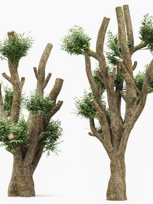 pollard-willow-4trees-3d-model-max-obj-fbx-mat
