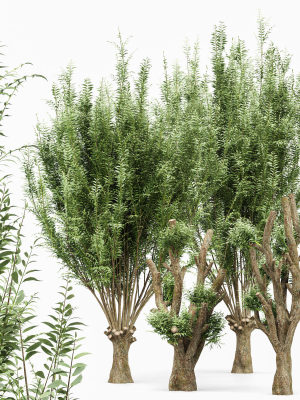 Pollard willow 4trees