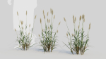 Polypogon elongatus a