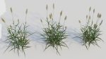 Polypogon elongatus a